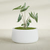 Short Hayden Medium Round Fiberglass Planter - 20 in x 20 in x 10 in - Gloss White - Gloss White,20 in x 20 in x 10 in