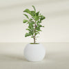 Globe Medium Sphere Fiberglass Planter - 24 in x 24 in x 19 in - Gloss White - Gloss White,24 in x 24 in x 20 in