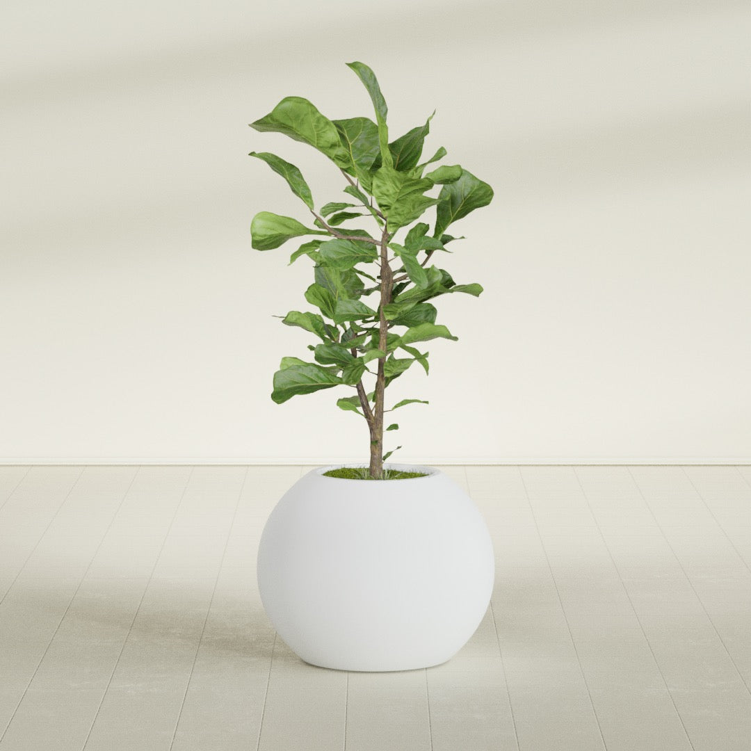 Globe Medium Sphere Fiberglass Planter - 24 in x 24 in x 19 in - Gloss White - Gloss White,24 in x 24 in x 20 in