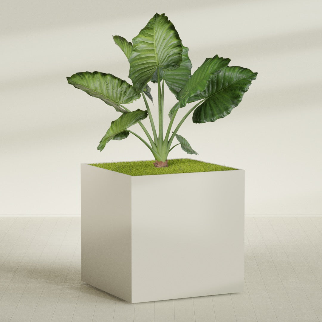 Montroy Extra Large Cube Square Fiberglass Planter - 60 in x 60 in x 60 in - Satin Beige - Satin Beige,60 in x 60 in x 60 in