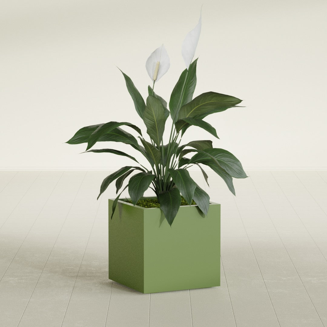 Montroy Medium Cube Square Fiberglass Planter - 20 in x 20 in x 20 in - Satin Green - Satin Green,20 in x 20 in x 20 in