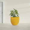 Santa Barbara Medium Round Fiberglass Planter - 23 in x 23 in x 20.3 in - Gloss Saffron - Gloss Saffron,23 in x 23 in x 20 in