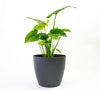 Harrison Small Round Plastic Planter - 13 in x 13 in x 11.6 in - Charcoal Metallic - Charcoal Metallic,13 in x 13 in x 11.6 in