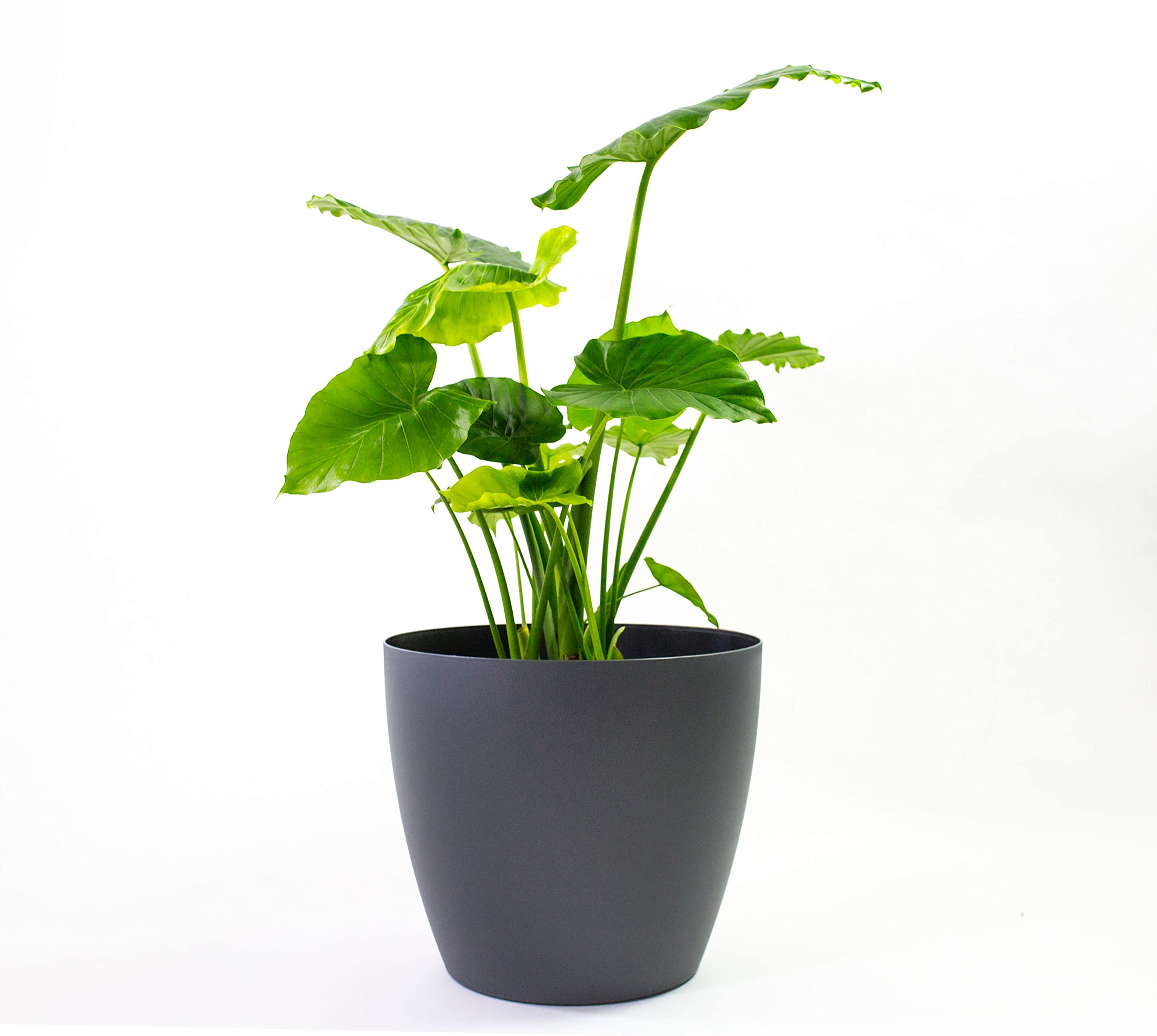 Harrison Small Round Plastic Planter - 13 in x 13 in x 11.6 in - Charcoal Metallic - Charcoal Metallic,13 in x 13 in x 11.6 in