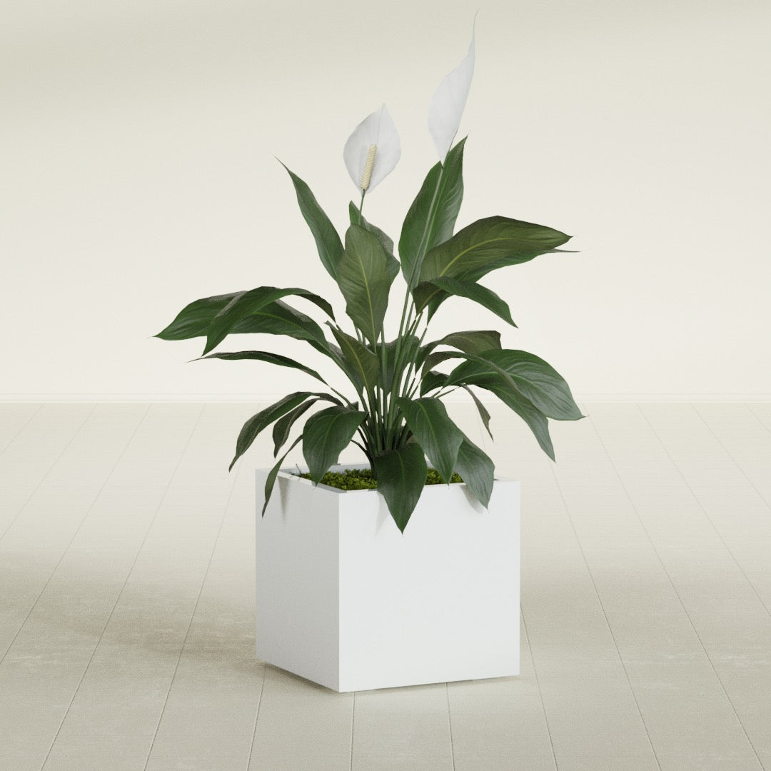 Montroy Medium Cube Square Fiberglass Planter - 20 in x 20 in x 20 in - Matte White - Matte White,20 in x 20 in x 20 in