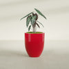 Valencia Medium Round Fiberglass Planter - 20 in x 20 in x 23 in - Gloss Red - Gloss Red,20 in x 20 in x 23 in