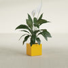 Montroy Small Cube Square Fiberglass Planter - 12 in x 12 in x 12 in - Gloss Saffron - Gloss Saffron,12 in x 12 in x 12 in