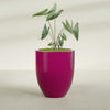 Valencia Large Round Fiberglass Planter - 27 in x 27 in x 31 in - Gloss Eggplant - Gloss Eggplant,27 in x 27 in x 31 in