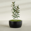 Casablanca Large Round Low Bowl Fiberglass Planter - 36 in x 36 in x 18 in - Matte Black - Matte Black,36 in x 36 in x 18 in