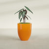 Valencia Medium Round Fiberglass Planter - 20 in x 20 in x 23 in - Gloss Tangerine - Gloss Tangerine,20 in x 20 in x 23 in