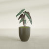 Valencia Small Round Fiberglass Planter - 15 in x 15 in x 18 in - Matte Bronze - Matte Bronze,15 in x 15 in x 18 in