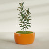 Casablanca Large Round Low Bowl Fiberglass Planter - 36 in x 36 in x 18 in - Gloss Tangerine - Gloss Tangerine,36 in x 36 in x 18 in