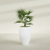 Brannan Large Round Fiberglass Planter - 24 in x 24 in x 35 in - Gloss White - Gloss White,24 in x 24 in x 35 in