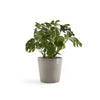 Amsterdam Medium Round Planter - 23.5 in x 23.5 in x 21.5 in - Taupe - Taupe,23.5 in x 23.5 in x 21.5 in,Planter Only