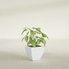 Lima Small Tapered Square Fiberglass Planter - 12 in x 12 in x 12 in - Matte White - Matte White,12 in x 12 in x 12 in