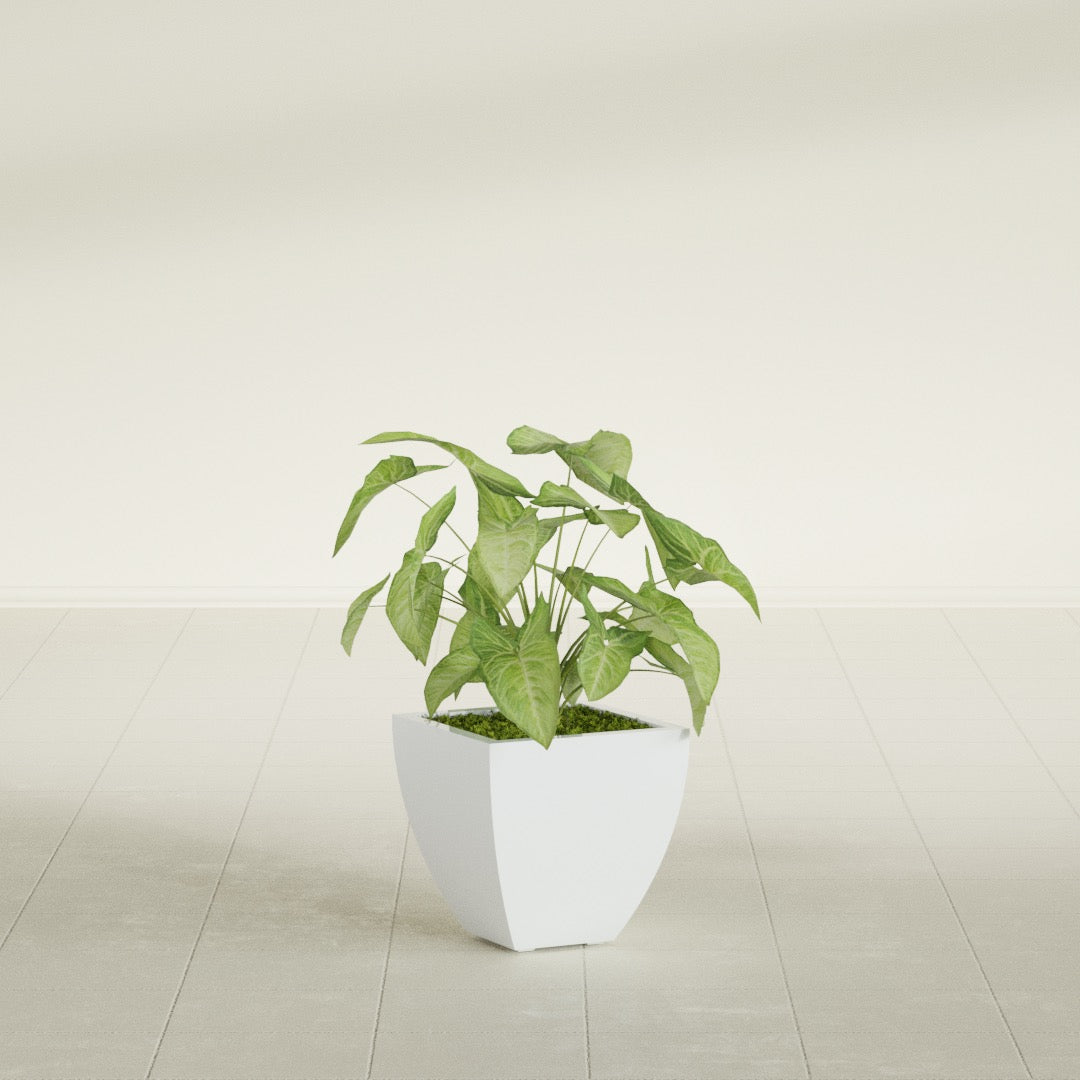 Lima Small Tapered Square Fiberglass Planter - 12 in x 12 in x 12 in - Matte White - Matte White,12 in x 12 in x 12 in