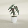 Wannsee Medium Round Fiberglass Planter - 22 in x 22 in x 19 in - Gloss White - Gloss White,22 in x 22 in x 19 in
