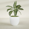Alzira Large Round Fiberglass Planter - 30 in x 30 in x 28 in - Matte White - Matte White,30 in x 30 in x 28 in
