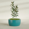 Casablanca Large Round Low Bowl Fiberglass Planter - 36 in x 36 in x 18 in - Satin Sea Foam - Satin Sea Foam,36 in x 36 in x 18 in