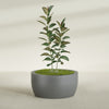 Casablanca Large Round Low Bowl Fiberglass Planter - 36 in x 36 in x 18 in - Metallic Gunmetal - Metallic Gunmetal,36 in x 36 in x 18 in