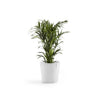 Amsterdam Medium Round Planter - 19.8 in x 19.8 in x 17.3 in - Pure White - Pure White,19.75 in x 19.75 in x 17.25 in,Planter Only