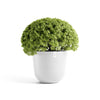 Oslo Medium Round Planter - 25.5 in x 25.5 in x 22.3 in - Pure White - Pure White,25.5 in x 25.5 in x 22.25 in,Planter Only
