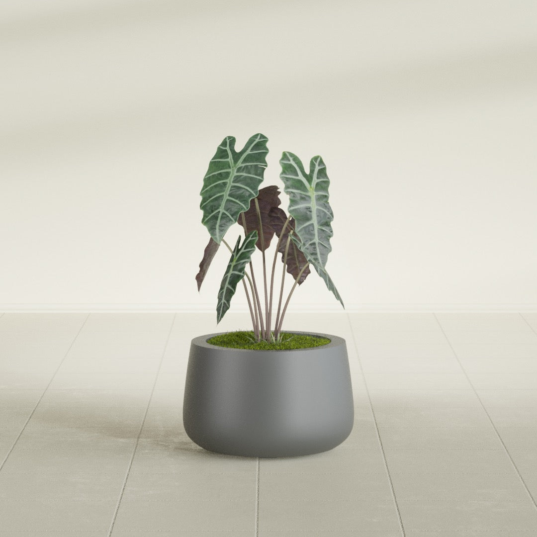 Short Hayden Small Round Fiberglass Planter - 12 in x 12 in x 7 in - Metallic Gunmetal - Metallic Gunmetal,12 in x 12 in x 7 in