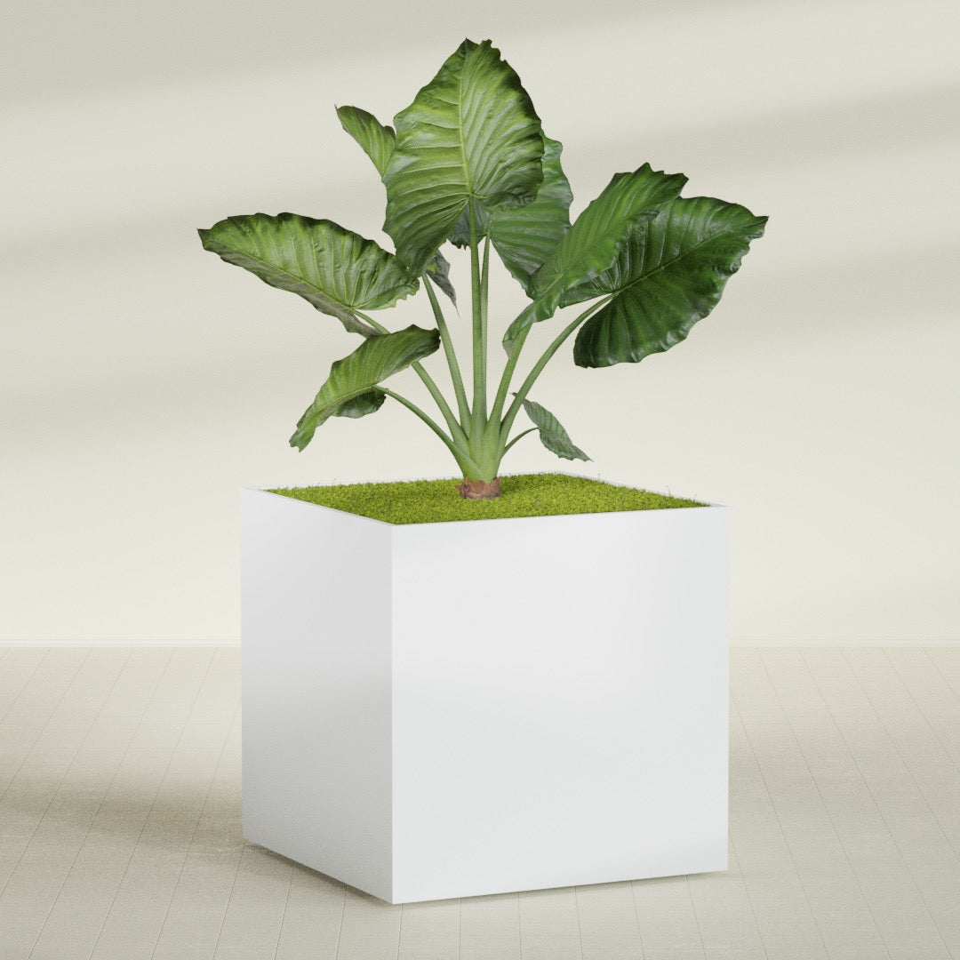 Montroy Extra Large Cube Square Fiberglass Planter - 60 in x 60 in x 60 in - Gloss White - Gloss White,60 in x 60 in x 60 in