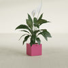 Montroy Small Cube Square Fiberglass Planter - 12 in x 12 in x 12 in - Gloss Pink Violet - Gloss Pink Violet,12 in x 12 in x 12 in