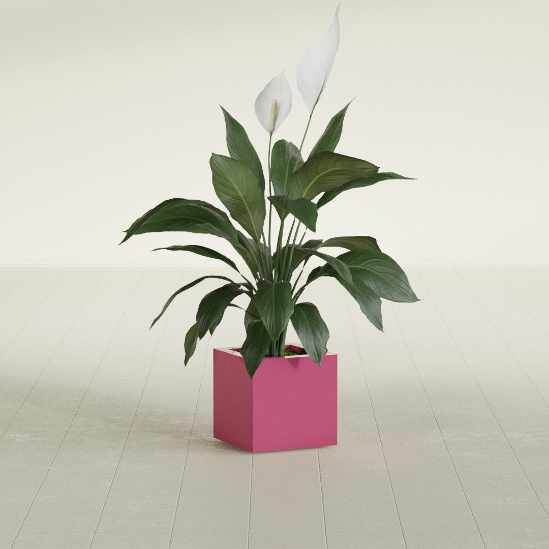 Montroy Small Cube Square Fiberglass Planter - 12 in x 12 in x 12 in - Gloss Pink Violet - Gloss Pink Violet,12 in x 12 in x 12 in