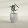 Valencia Medium Round Fiberglass Planter - 20 in x 20 in x 23 in - Metallic Silver - Metallic Silver,20 in x 20 in x 23 in