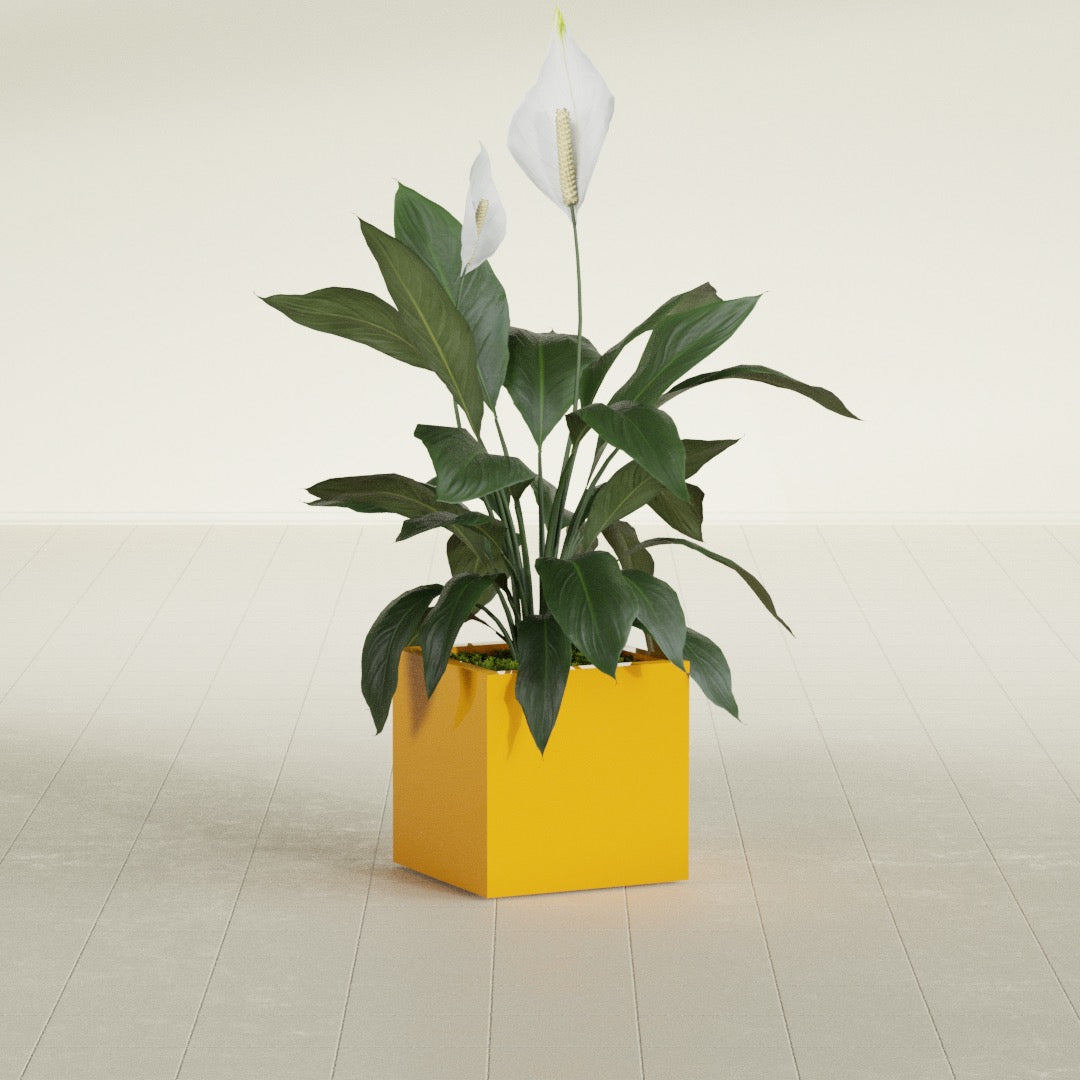 Montroy Small Cube Square Fiberglass Planter - 16 in x 16 in x 16 in - Gloss Saffron - Gloss Saffron,16 in x 16 in x 16 in