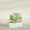 Reade Small Tabletop Rectangle Fiberglass Planter - 14 in x 5 in x 4.3 in - Gloss White - Gloss White,14 in x 5 in x 4.3 in