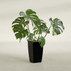 Toulan Medium Tall Tapered Square Fiberglass Planter - 12 in x 12 in x 22 in - Gloss Black - Gloss Black,12 in x 12 in x 22 in