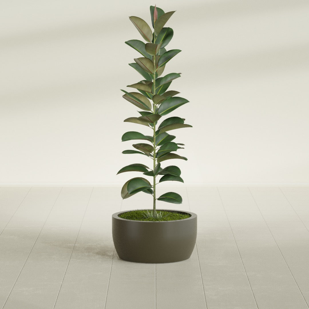 Casablanca Medium Round Low Bowl Fiberglass Planter - 20 in x 20 in x 10 in - Matte Bronze - Matte Bronze,20 in x 20 in x 10 in