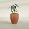 Valencia Medium Round Fiberglass Planter - 20 in x 20 in x 23 in - Matte Terracotta - Matte Terracotta,20 in x 20 in x 23 in