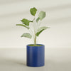 Rio Grande Medium Round Fiberglass Planter - 18 in x 18 in x 20 in - Matte Cobalt Blue - Matte Cobalt Blue,18 in x 18 in x 20 in