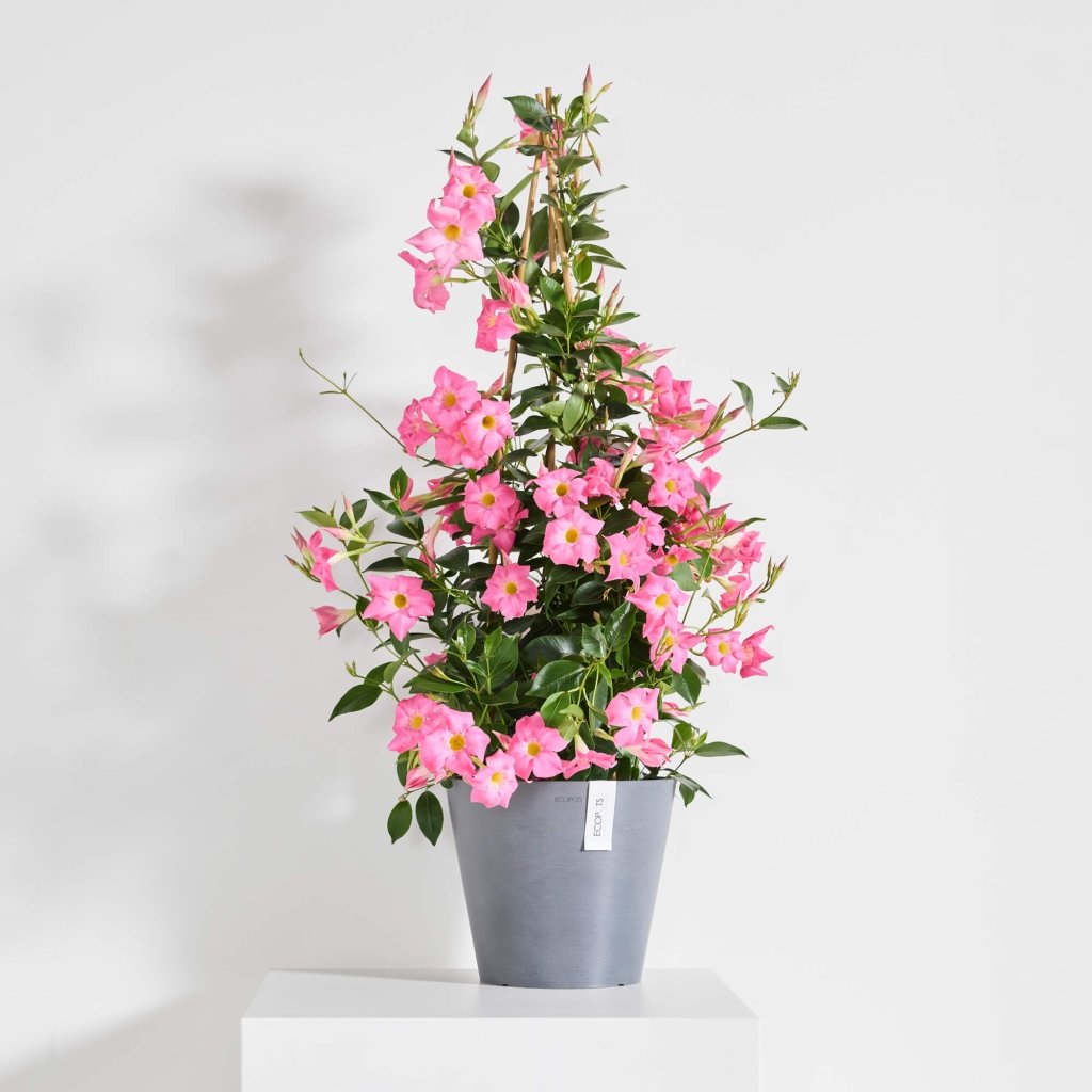 Amsterdam - 8in diam. x 7in