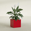 Montroy Medium Cube Square Fiberglass Planter - 20 in x 20 in x 20 in - Gloss Red - Gloss Red,20 in x 20 in x 20 in