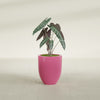 Valencia Small Round Fiberglass Planter - 15 in x 15 in x 18 in - Gloss Pink Violet - Gloss Pink Violet,15 in x 15 in x 18 in