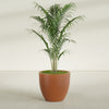 Wannsee Large Round Fiberglass Planter - 33 in x 33 in x 29 in - Matte Terracotta - Matte Terracotta,33 in x 33 in x 29 in
