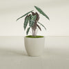 Wannsee Medium Round Fiberglass Planter - 27 in x 27 in x 24 in - Satin Beige - Satin Beige,27 in x 27 in x 24 in
