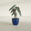 Wannsee Medium Round Fiberglass Planter - 22 in x 22 in x 19 in - Matte Cobalt Blue - Matte Cobalt Blue,22 in x 22 in x 19 in