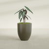 Valencia Medium Round Fiberglass Planter - 20 in x 20 in x 23 in - Matte Bronze - Matte Bronze,20 in x 20 in x 23 in