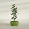 Casablanca Medium Round Low Bowl Fiberglass Planter - 24 in x 24 in x 12 in - Satin Green - Satin Green,24 in x 24 in x 12 in