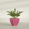 Lima Medium Tapered Square Fiberglass Planter - 20 in x 20 in x 20 in - Gloss Pink Violet - Gloss Pink Violet,20 in x 20 in x 20 in
