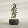 Casablanca Large Round Low Bowl Fiberglass Planter - 30 in x 30 in x 15 in - Matte Charcoal - Matte Charcoal,30 in x 30 in x 15 in