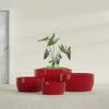Casablanca Large Round Low Bowl Fiberglass Planter - 36 in x 36 in x 18 in - Gloss Red - Gloss Red,36 in x 36 in x 18 in