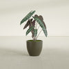 Wannsee Medium Round Fiberglass Planter - 22 in x 22 in x 19 in - Matte Bronze - Matte Bronze,22 in x 22 in x 19 in
