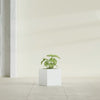 Monaco Square - 7in x 7in x 7 - Gloss White - Gloss White,7 in x 7 in x 7 in